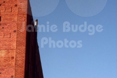 INLINE SKATER JUMPS TO BUILDING © Jamie Budge, all rights reserved.
Rich Forster, Venice, CA