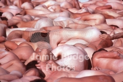 © Jamie Budge, all rights reserved.
900 NAKED BODIES CLOSE
NO RIGHTS Implied by Possession of this CD.   Contact:
jamiebudge@windskate.com   (310) 453-4808