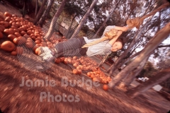 KID ON ROPE SWING AT PUMPKIN PATCH © Jamie Budge, all rights reserved