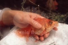 © Jamie Budge, all rights reserved.
GOLD FISH TAKES A GULP OF AIR AFTER HAVING NEEDLE INSERTED IN ITS SPINE.
No Rights Implied by possession of this image.     Contact:
Jamie Budge (310) 453-4808  jamiebudge@windskate.com