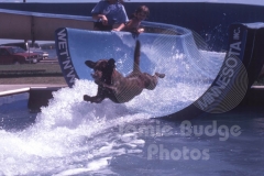 © Jamie Budge, all rights reserved.
AQUA SLIDE DOG "RAMBO"  FLIES AIRBORNE OFF THE END OF THE "WET 'N' WILD" WATER SLIDE.
No Rights Implied by possession of this image.     Contact:
Jamie Budge (310) 453-4808  jamiebudge@windskate.com