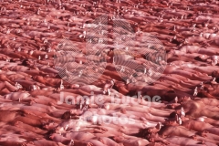 © Jamie Budge, all rights reserved.
900 NAKED BODIES AT BURNING MAN 99
NO RIGHTS Implied by Possession of this CD.   Contact:
jamiebudge@windskate.com   (310) 453-4808