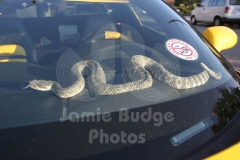 GUARD-SNAKES-1-on-Dash