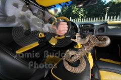 GUARD-SNAKES-2-Strikes