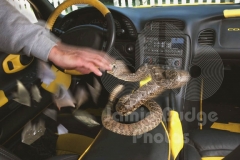GUARD-SNAKES-3-Bites