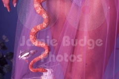 © Jamie Budge, all rights reserved.
SNAKE ATTACKS BIRD IN SKIRT.
NO RIGHTS Implied by Possession of this CD.   Contact:
jamiebudge@windskate.com   (310) 453-4808