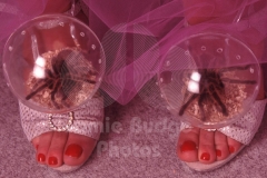 © Jamie Budge, all rights reserved.
TARANTULAS PERCH ON RYAN'S NERVOUS TOES.
NO RIGHTS Implied by Possession of this CD.   Contact:
jamiebudge@windskate.com   (310) 453-4808
