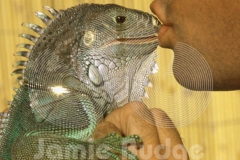 © Jamie Budge, all rights reserved.
HENRY "LIZARDLOVER" SCHIFF KISSES HIS FAVORITE 3 FT. LONG IGUANA, "HASBORO".
No Rights Implied by possession of this image.     Contact:
Jamie Budge (310) 453-4808  jamiebudge@windskate.com